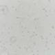 Figure：enlarged illustration of Japanese Sake Yeast GSP6